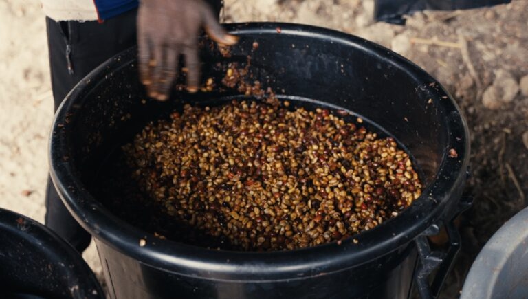 7. Fermentation anaérobe